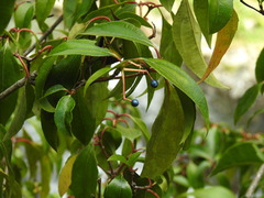 Viburnum propinquum