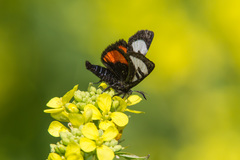 Psychomorpha epimenis