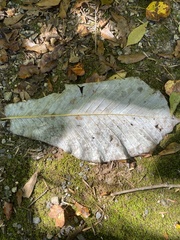 Magnolia macrophylla