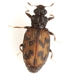 Minute Brown Scavenger Beetles - Photo (c) Mike Quinn, Austin, TX, some rights reserved (CC BY-NC), uploaded by Mike Quinn, Austin, TX