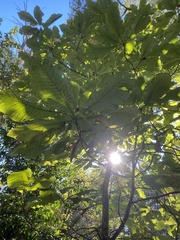 Magnolia macrophylla