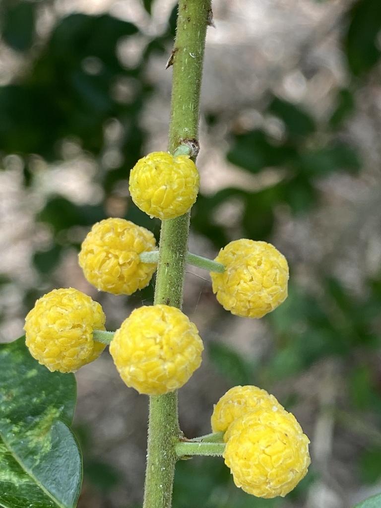 Cockspur Thorn