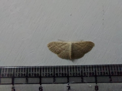 Lepidoptera