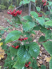 Viburnum wrightii