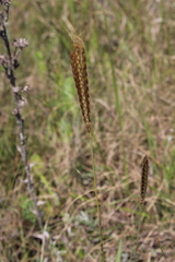 Eulalia aurea