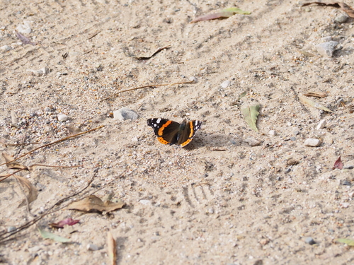 Red Admiral