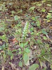 Spiranthes ovalis