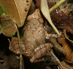 Pristimantis ramagii