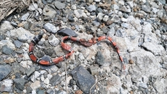 Erythrolamprus bizona