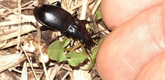 Pterostichus melas