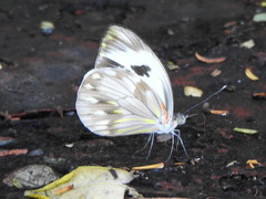 Pieriballia viardi