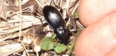 Pterostichus melas