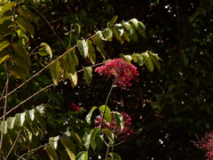 Fridericia trailii