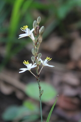 Chlorophytum saundersiae