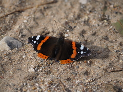 Vanessa atalanta