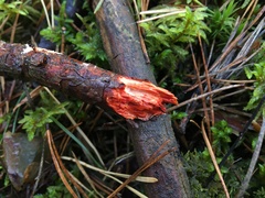 Phanerochaete sanguinea