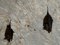 Peropteryx macrotis