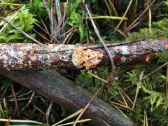 Phanerochaete sanguinea