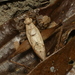 Eneoptera - Photo 由 Helio Lourencini 所上傳的 (c) Helio Lourencini，保留部份權利CC BY