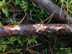 Phanerochaete sanguinea