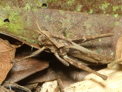 Xyleus discoideus angulatus