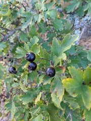 Crataegus pentagyna