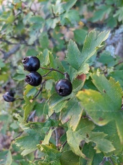 Crataegus pentagyna