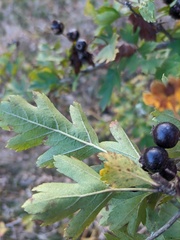Crataegus pentagyna