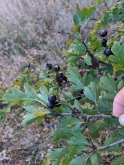 Crataegus pentagyna