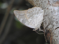 Archaeoprepona demophoon