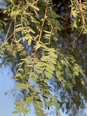 Prosopis cineraria