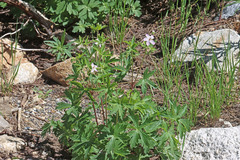 Geranium viscosissimum incisum