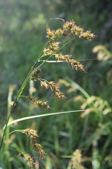 Carex zuluensis