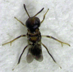 Encyrtus infelix