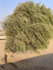 Prosopis cineraria