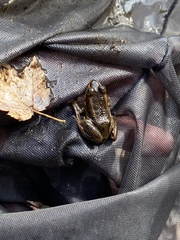 Lithobates virgatipes