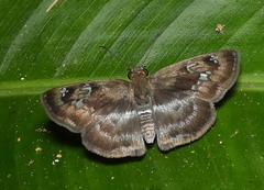 Quadrus cerialis