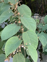 Reynoutria japonica