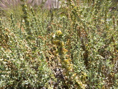 Atriplex glauca