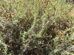 Atriplex glauca