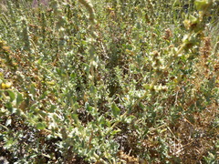 Atriplex glauca