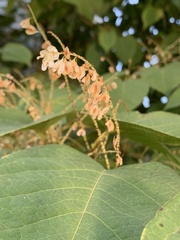 Reynoutria japonica