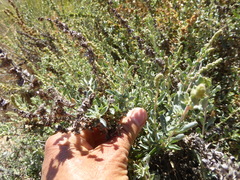 Atriplex glauca