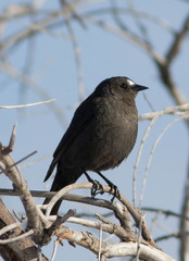 Euphagus cyanocephalus