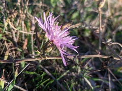 Centaurea caprina