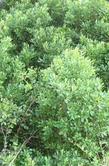 Euclea racemosa sinuata