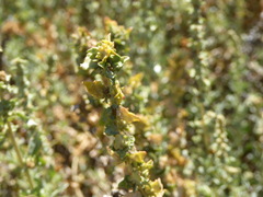 Atriplex glauca