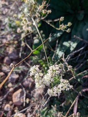 Pimpinella tragium