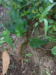 Dendrophidion percarinatum