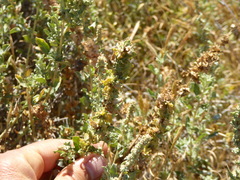 Atriplex glauca
